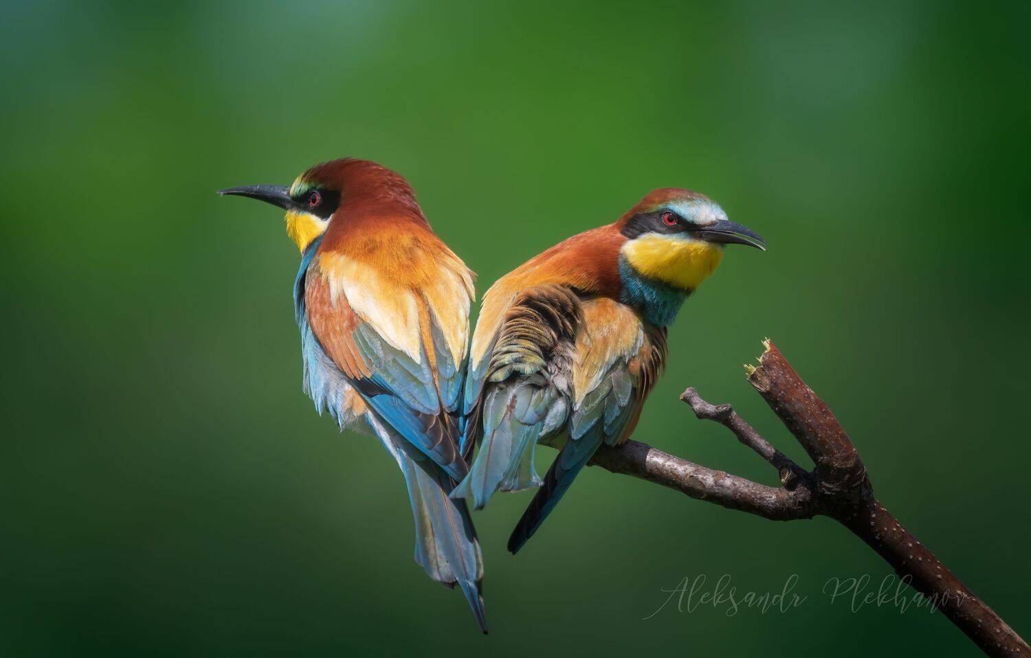 , Александр Плеханов