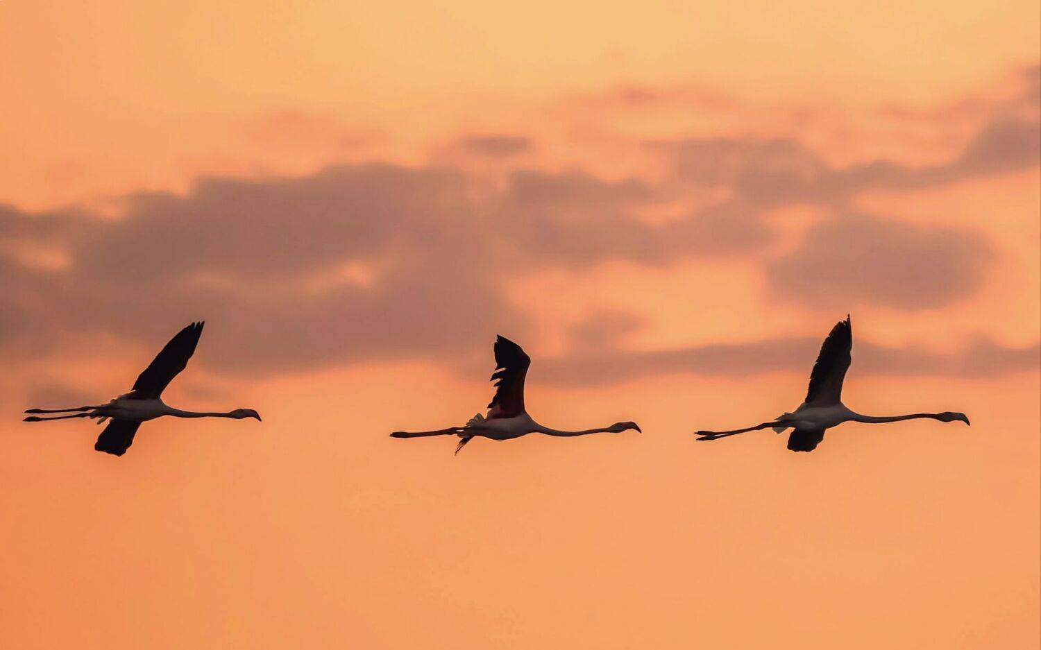 , Красимир Георгиев