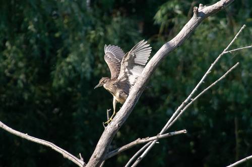 Black-crowned night heron