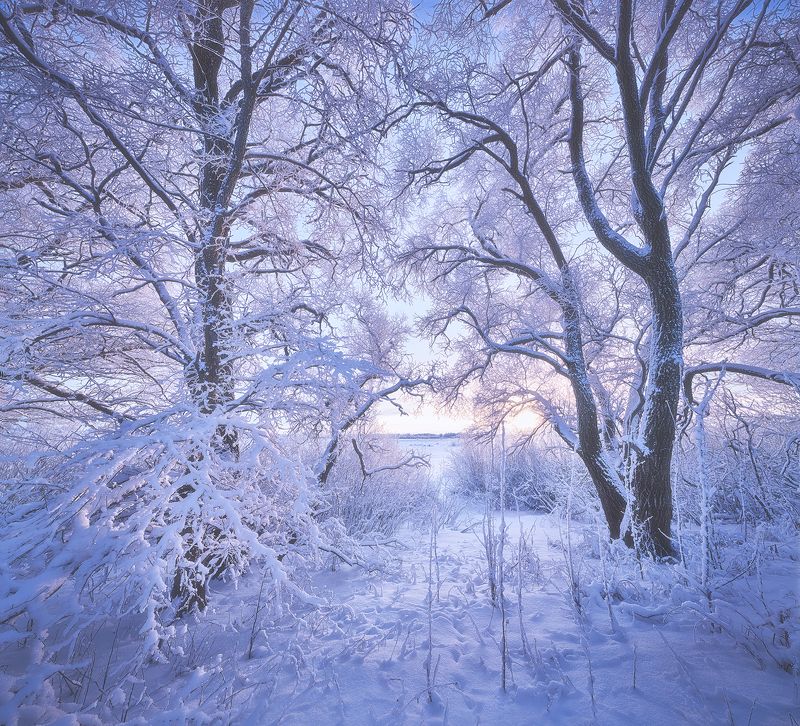 Морозным веером фото превью