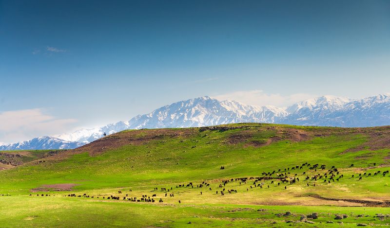 узбекистан, uzbekistan  фото превью