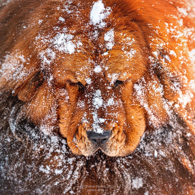 Лев зимой фото превью