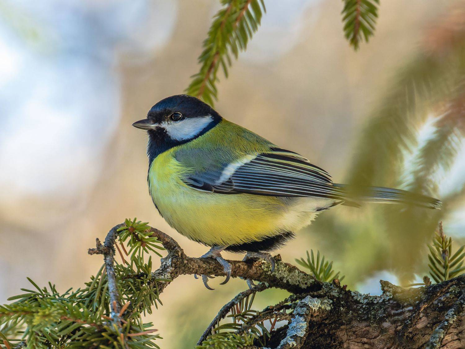 синица, птицы, пернатые, Глебов Сергей