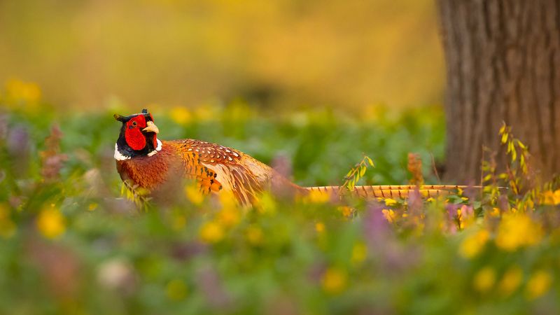 Pheasant фото превью