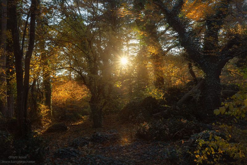 пейзажемагьё, пейзаж-как-виденье Озарённый Осенью фото превью