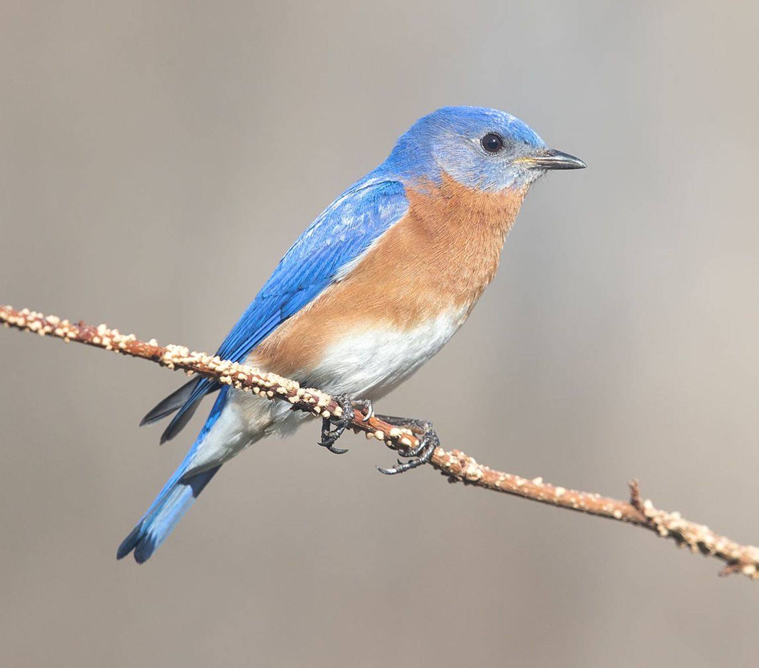 восточная сиалия, eastern bluebird,bluebird, Etkind Elizabeth