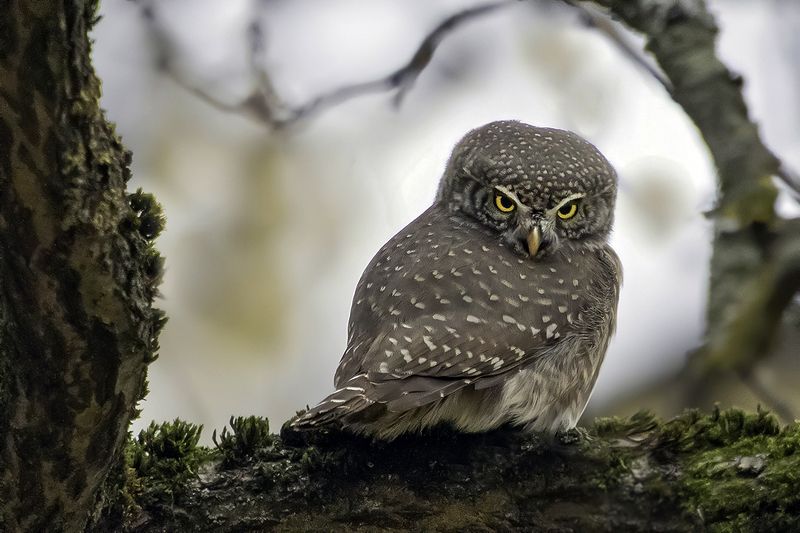 птица, сыч, зима Недовольный фото превью