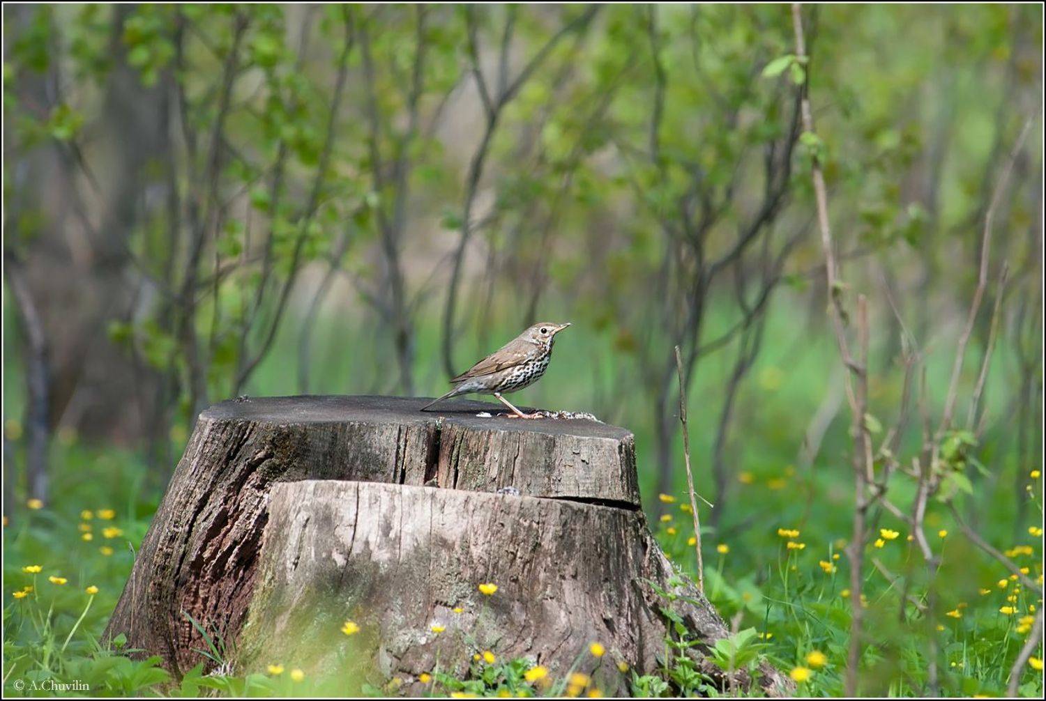 птица,лесной,конёк, Александр Чувилин