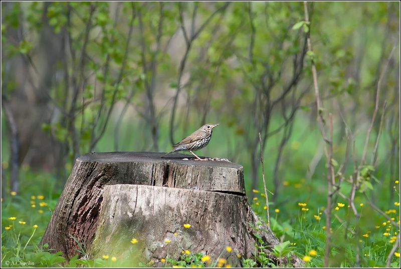 птица,лесной,конёк Лесной конёк фото превью