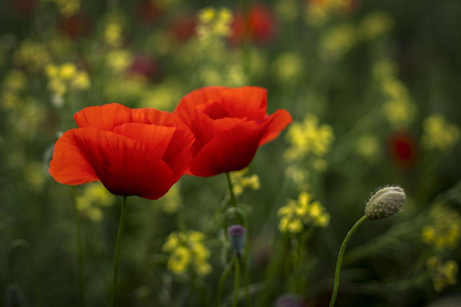 Крым, Елена Гусева