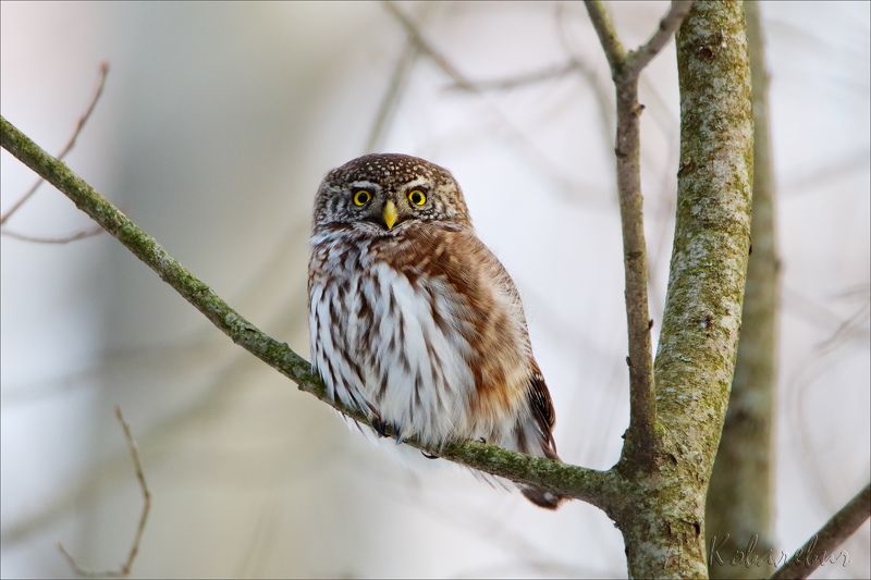Воробьиный сычик фото превью
