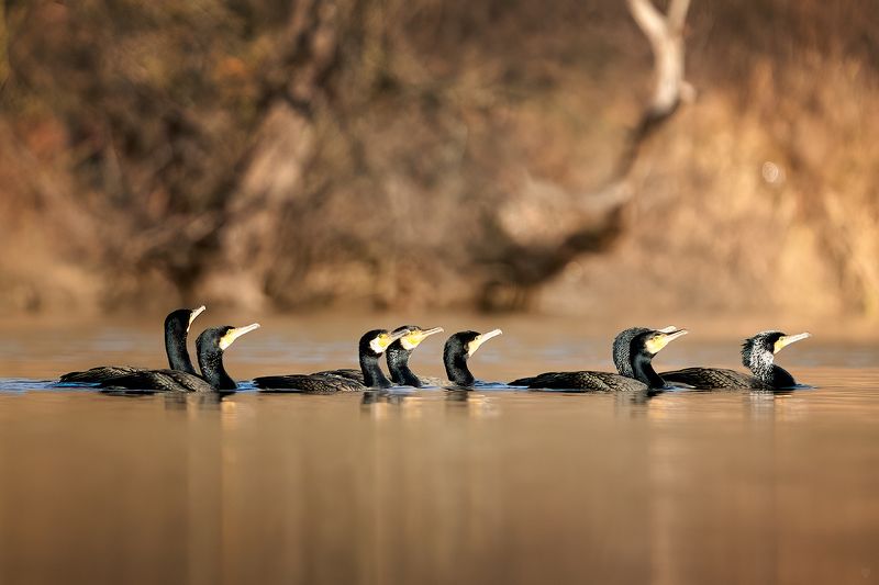 widlife, birds, nature, lake Great cormorant фото превью