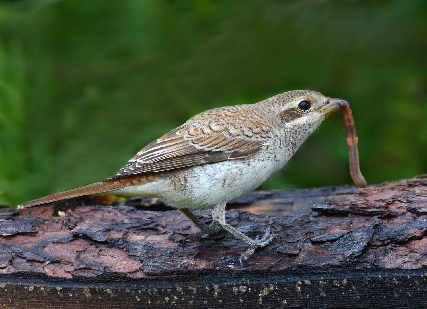 , Белоусов Михаил