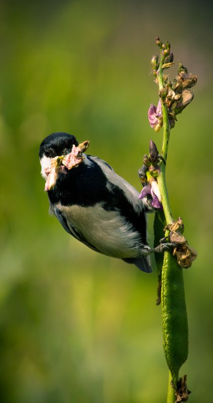 Cinereous tit фото превью