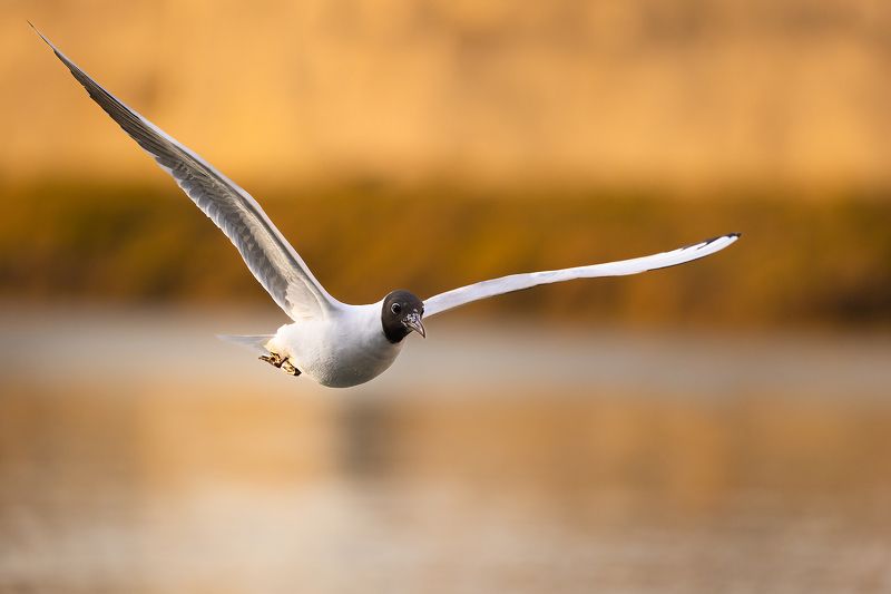 Gull фото превью