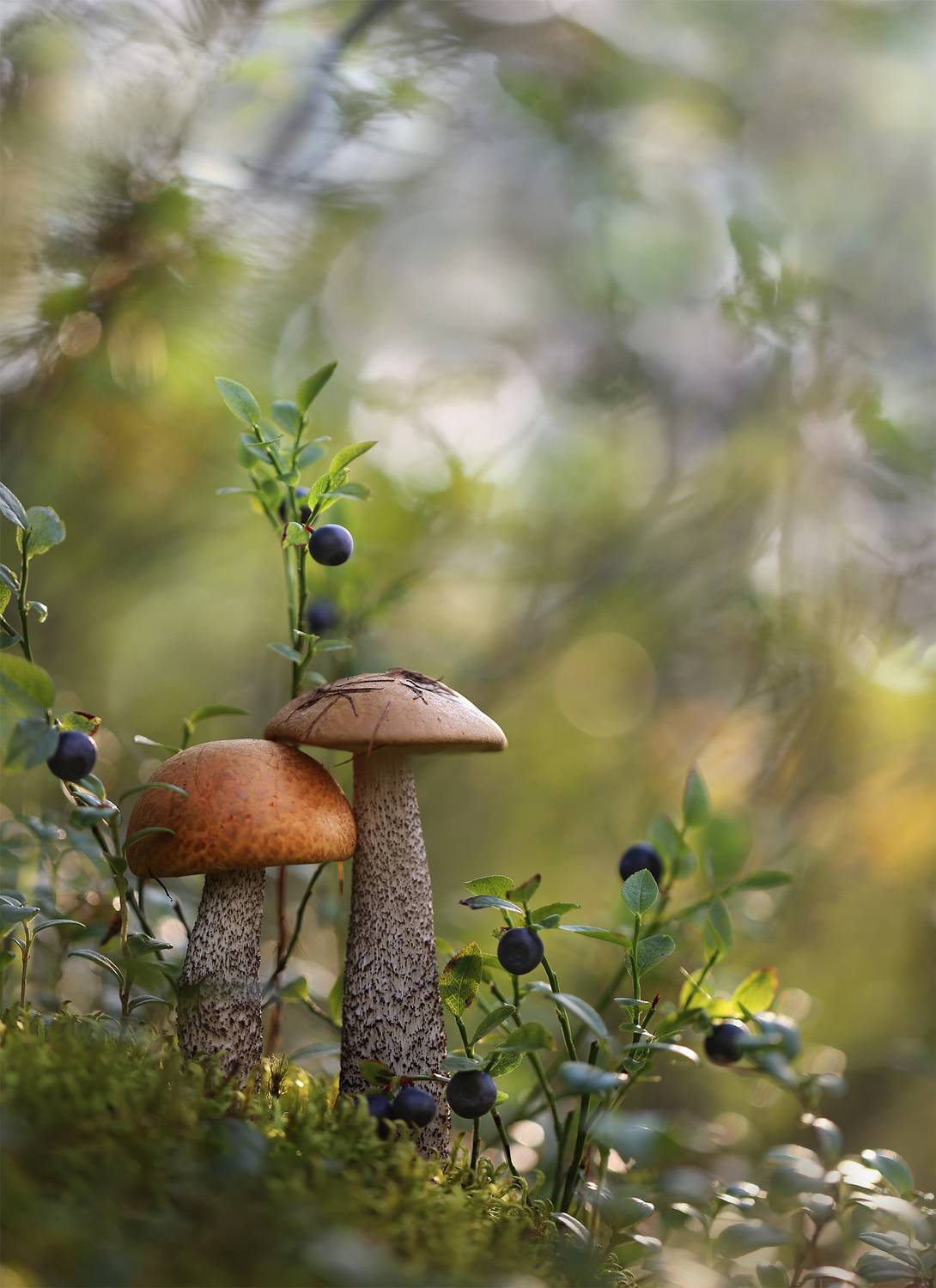 нерюнгри, подосиновик, якутия, черника, женялевина, евгениялевина, грибылевиной, Евгения Левина