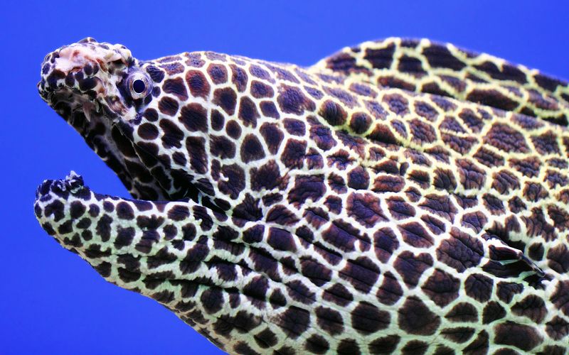 гимноторакс, ликодонт, лучепёрые, рыбы, рыба, muraena, muraenidae, gymnothorax, undulatus, underwater Страшная и ужасная... фото превью