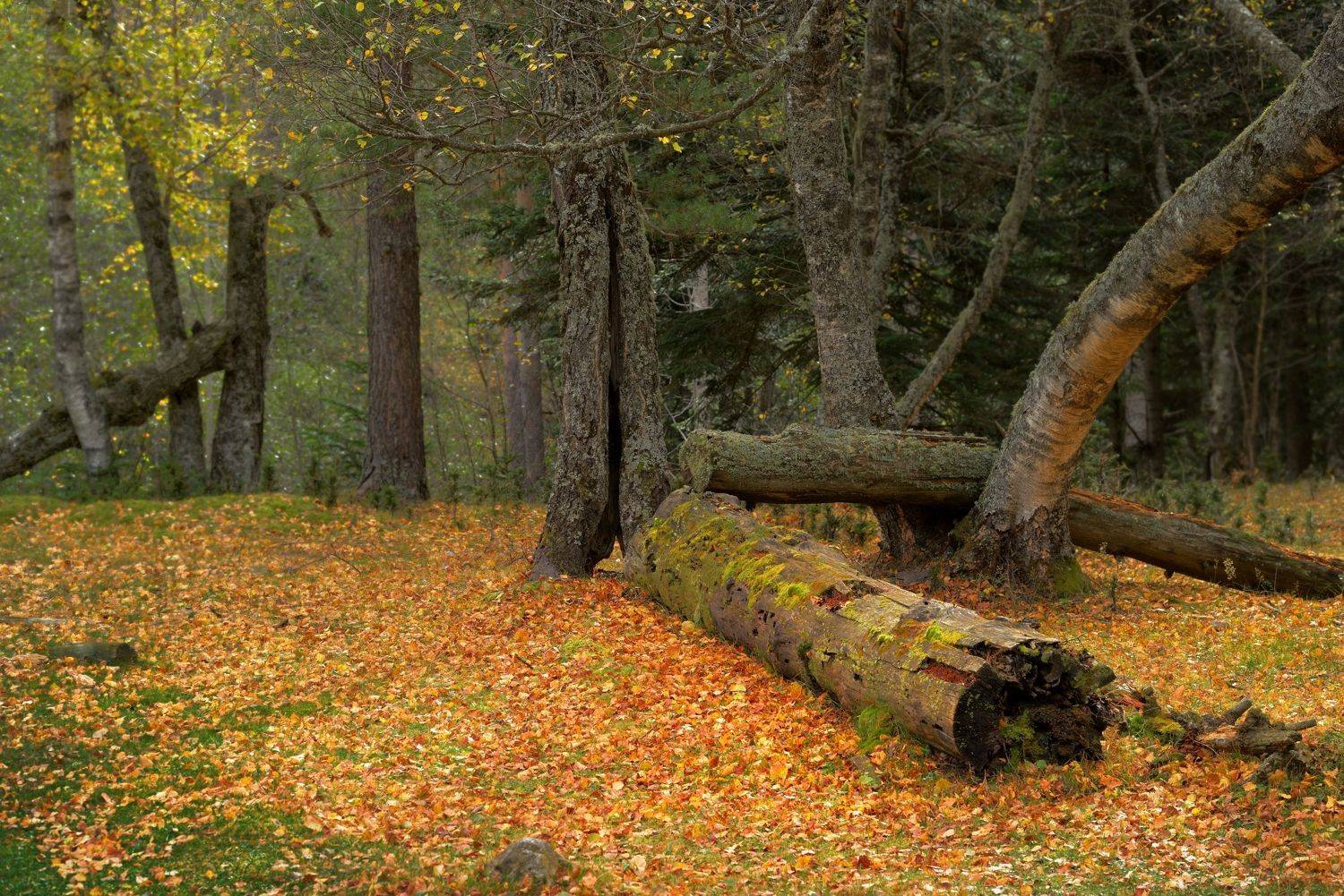 горы осень аксаут, Александр Жарников