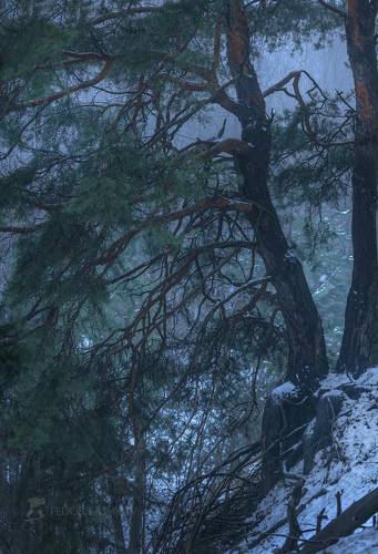 Сосновый лес