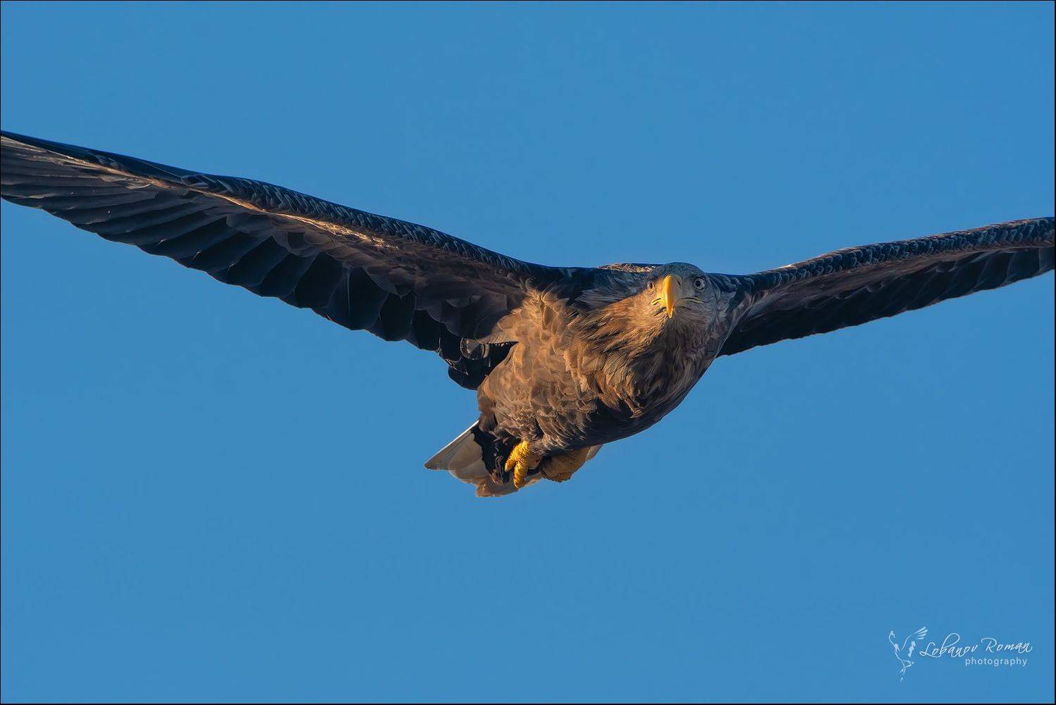 , Роман Лобанов