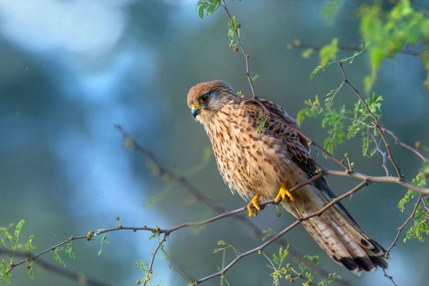 , Людмила Бекман