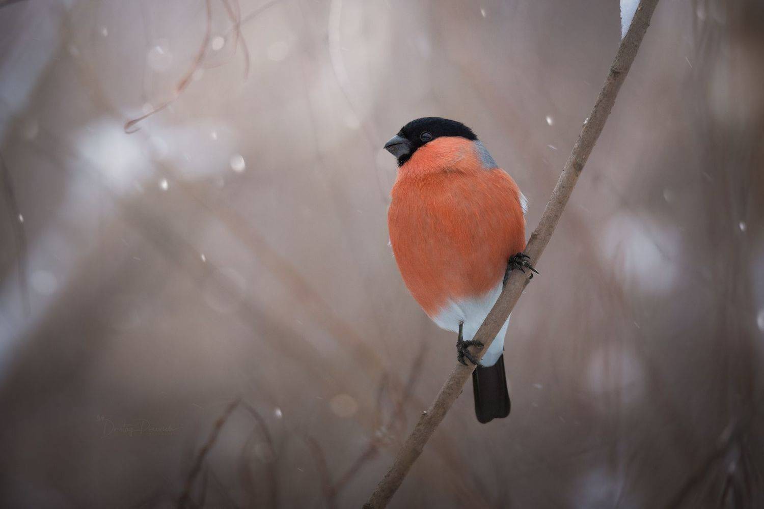 природа, лес, поля, огороды, животные, птицы, макро, Посевич Дмитрий