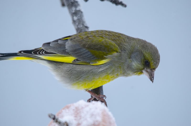 фото превью