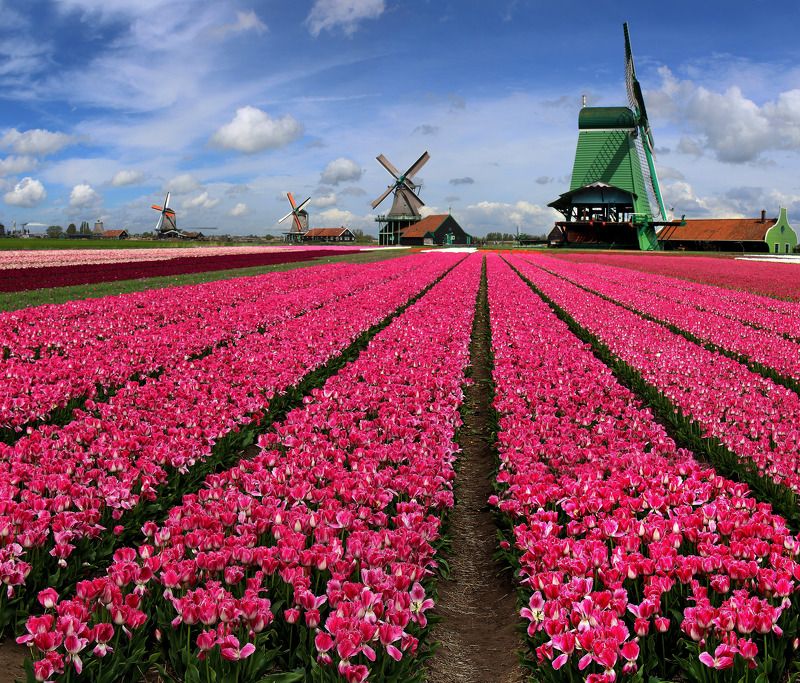 Тюльпанная перспектива 2 фото превью