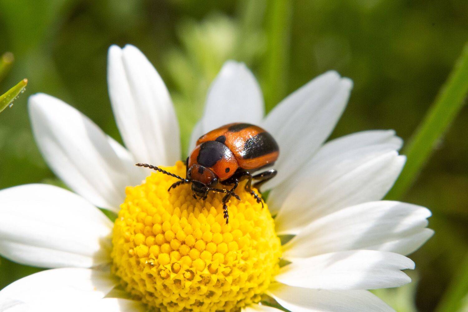 Entomoscelis adonidis, volgograd, russia, wildlife, , Сторчилов Павел