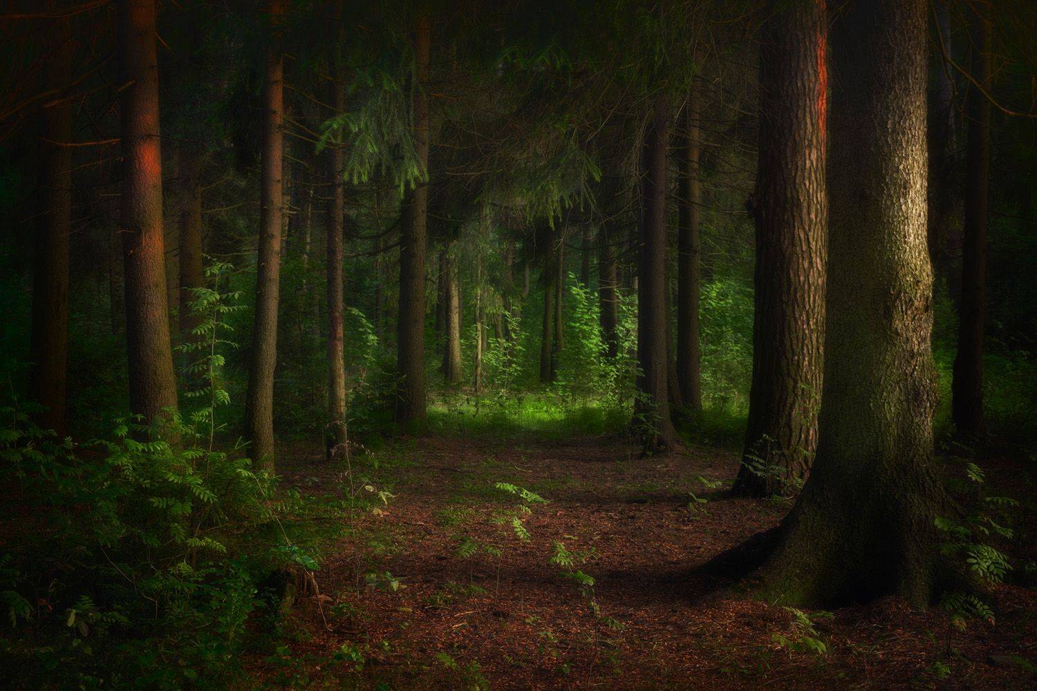 лес, лето, деревья, пейзаж, forest, woodland, summer, landscape, trees, Валерий Вождаев