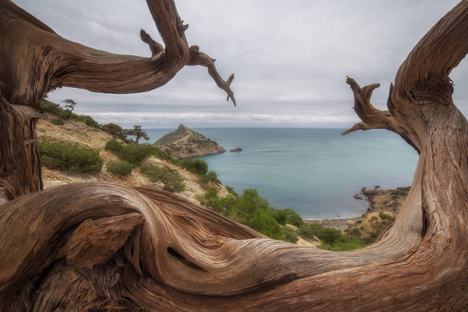 крым, новый свет, можжевельник, море, горы, пейзаж, crimea, landscape, Дмитренко Екатерина