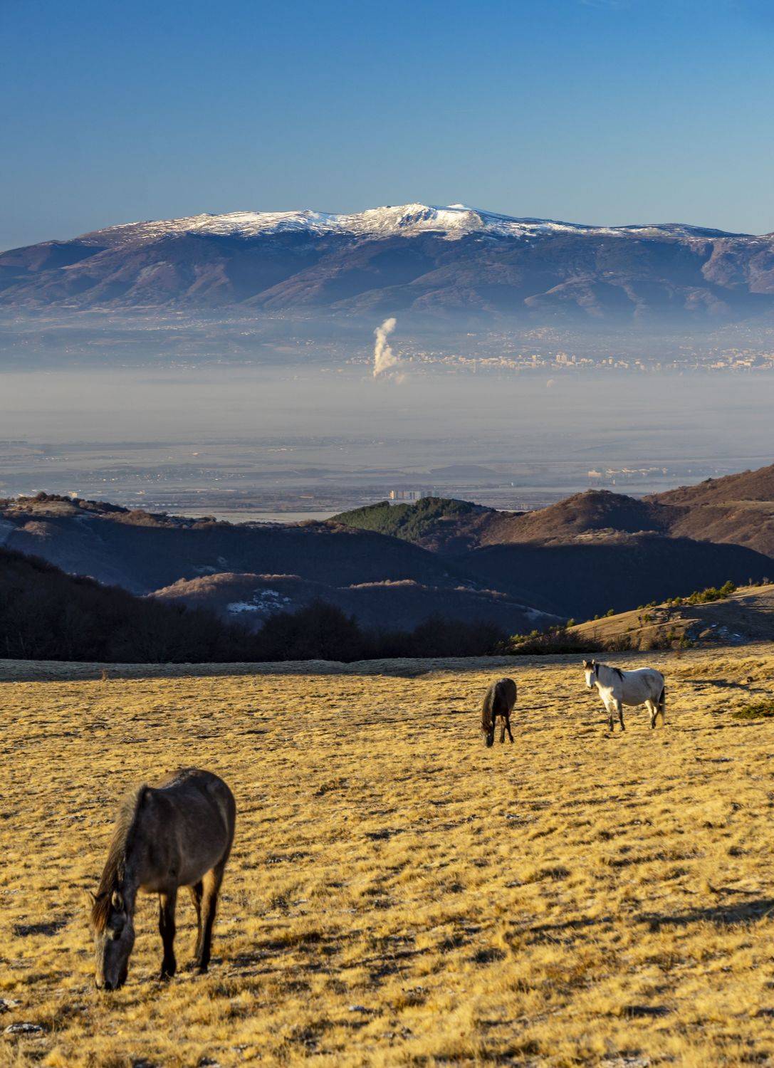 landscape nature vertical hiking horses, viktor demidov