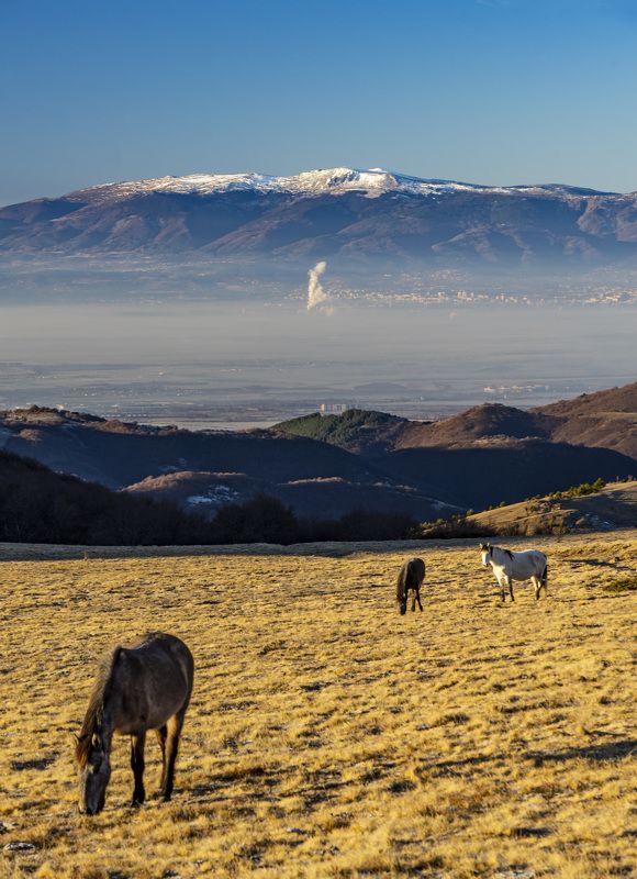 landscape nature vertical hiking horses The colors of Autumn фото превью