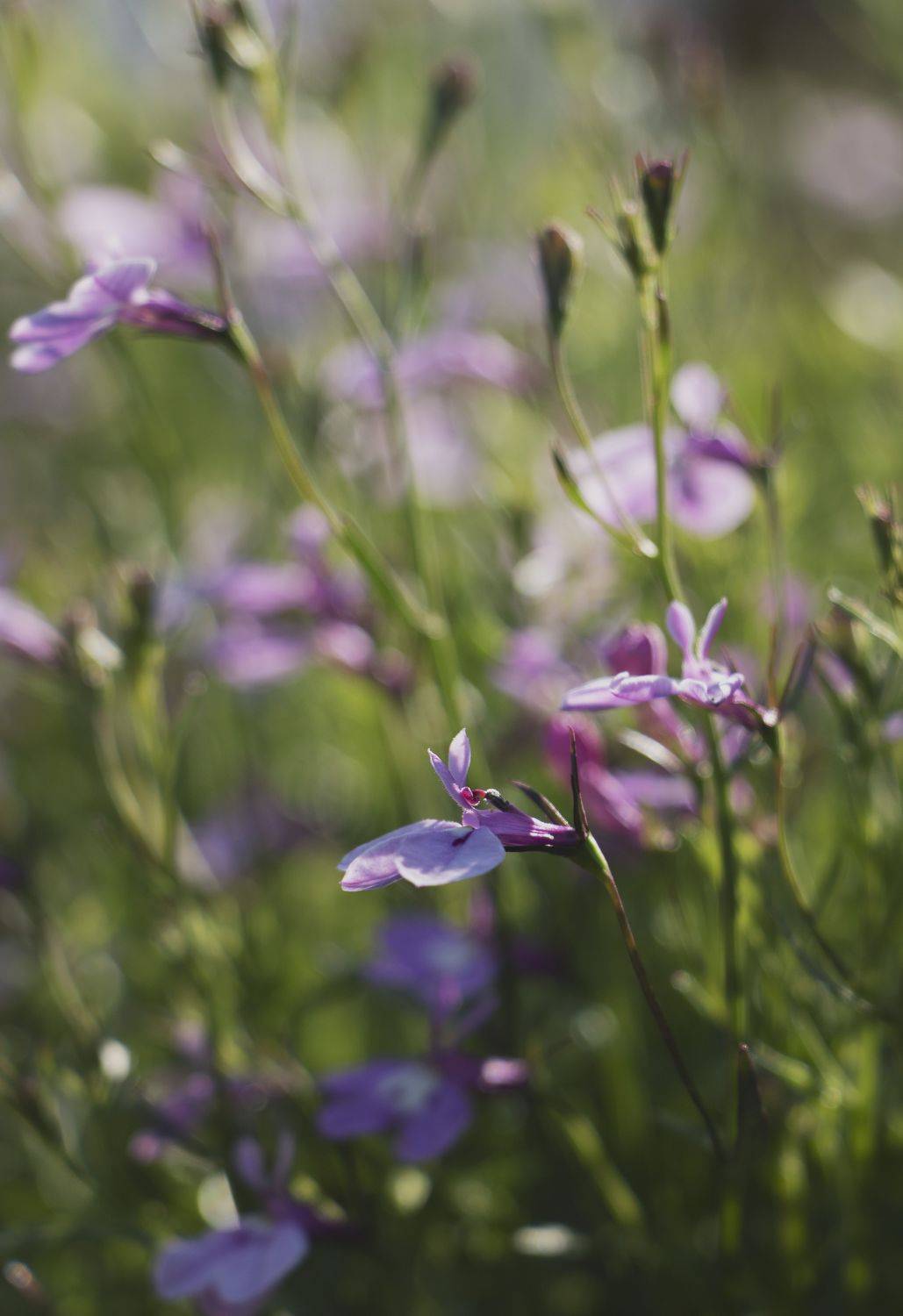 , Ольга Бонина