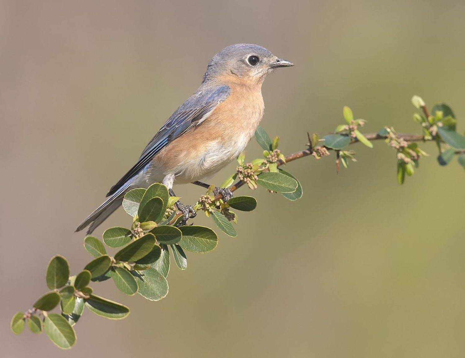 восточная сиалия, eastern bluebird, bluebird, Etkind Elizabeth