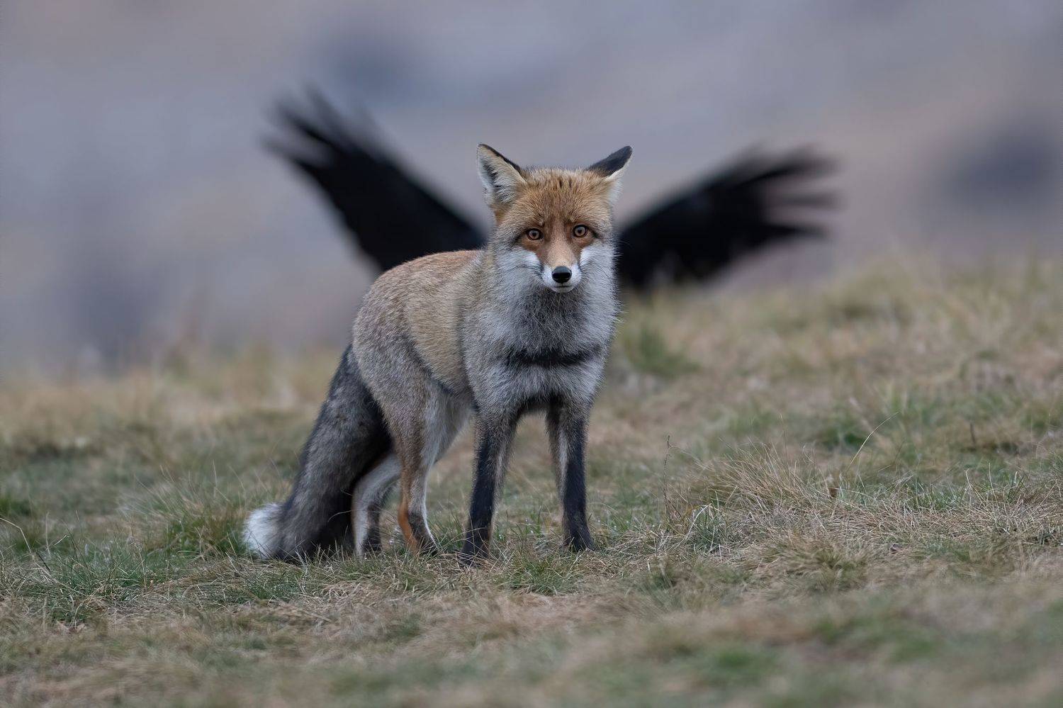 , Мартин Попов