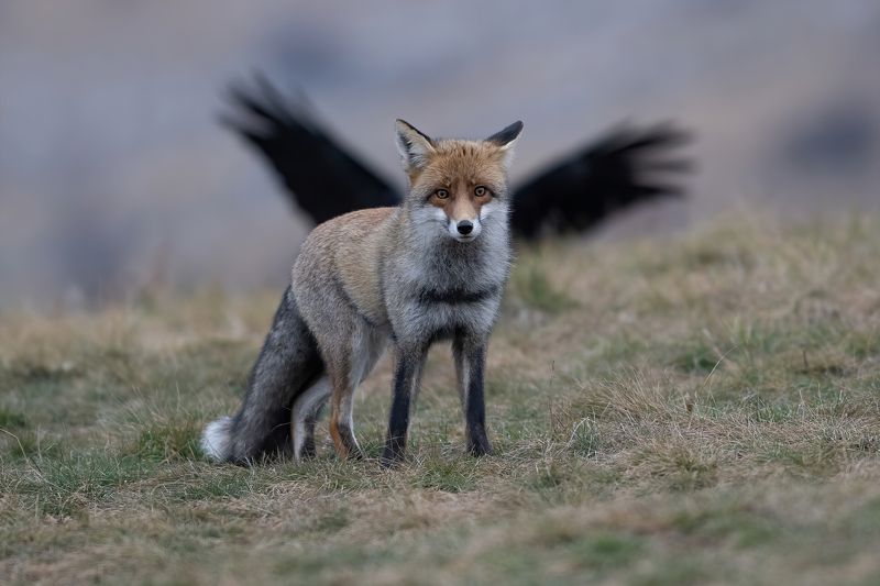 Лисичий Пегас фото превью