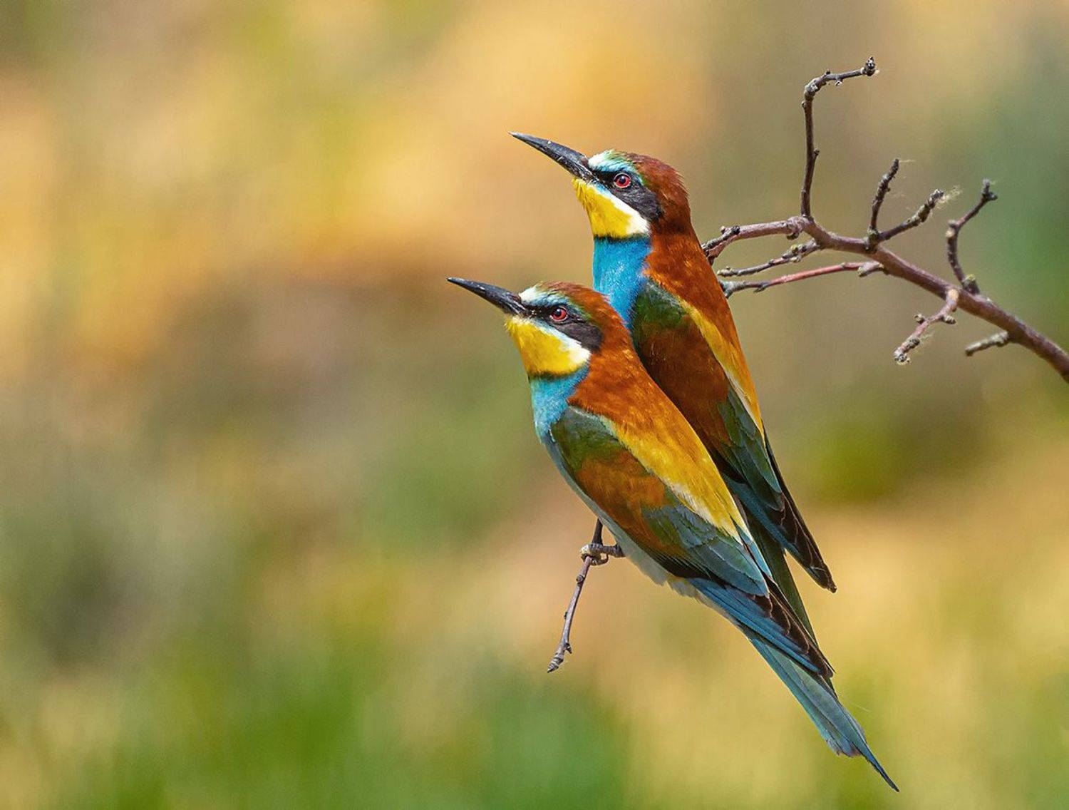 , Анатолий Зверев