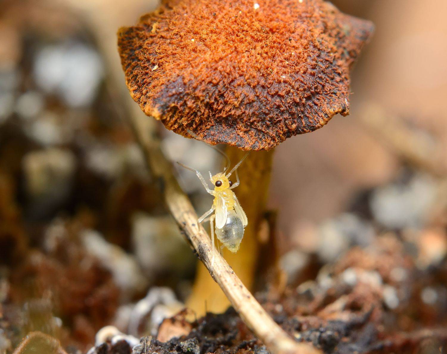 теремок, сеноеды, psocoptera, нимфа, Павел Черенков