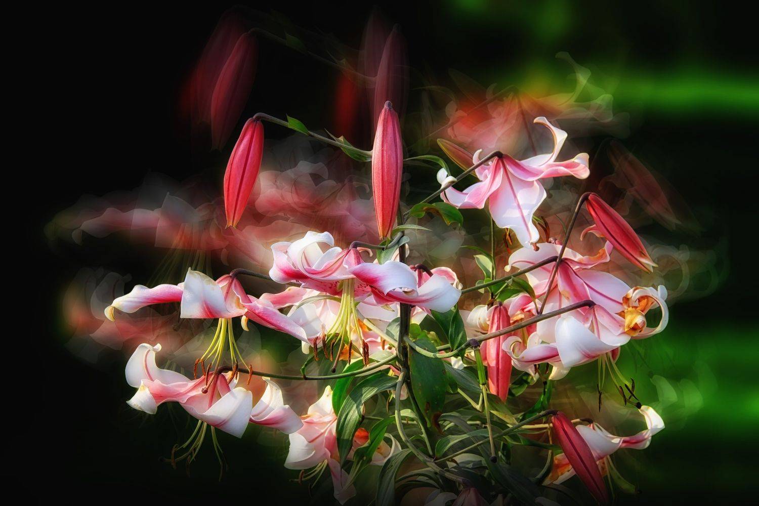 multicolored lilies, blossom, flowers, green , spring, garden, summer flowers,  summer color, nature, flora, black background, blur, DZINTRA REGINA JANSONE