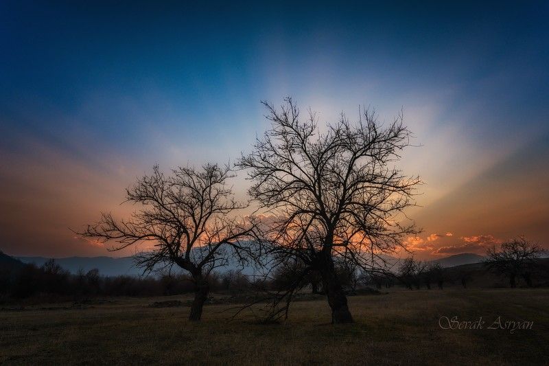 дерево, закат На закате фото превью