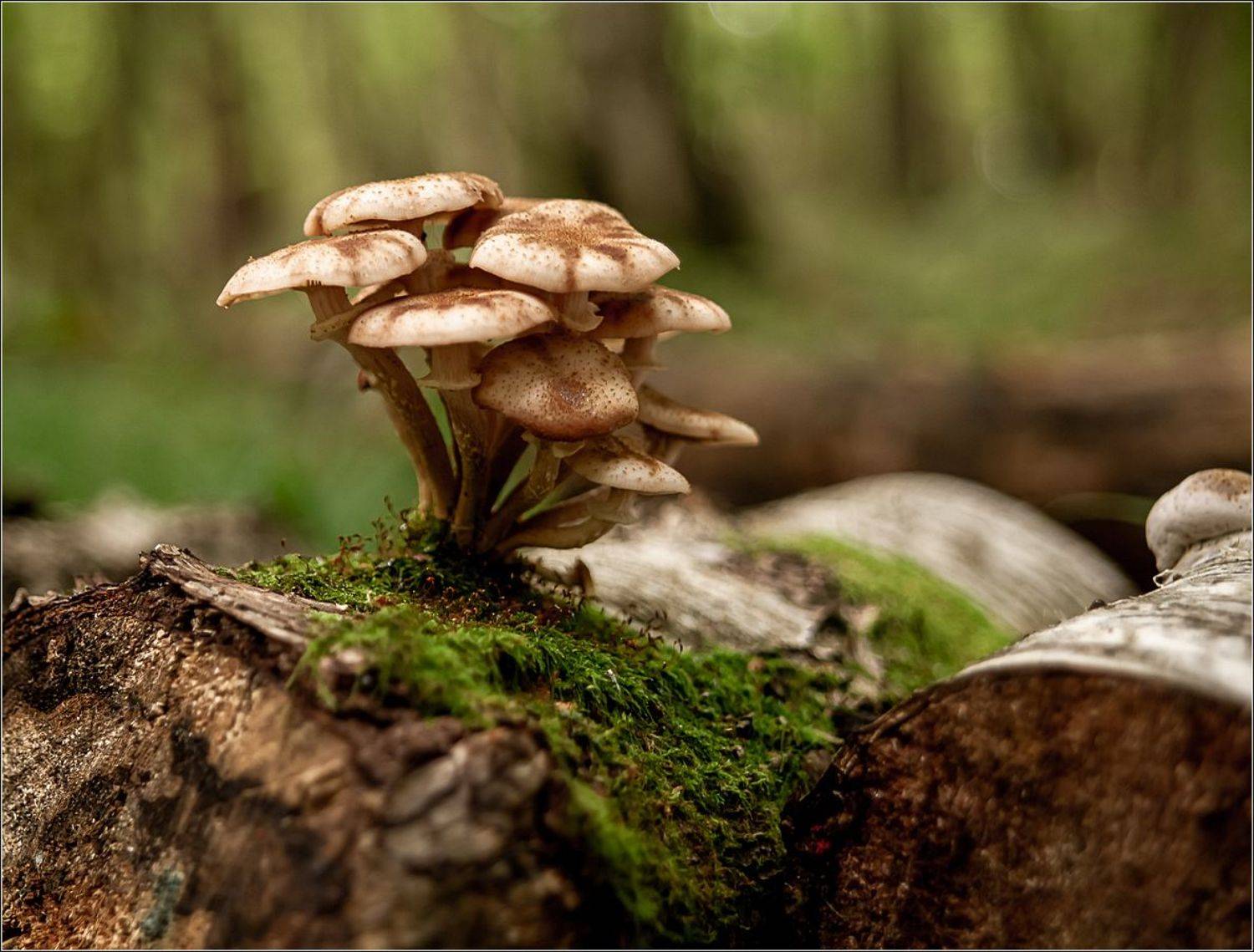 макро,природа,грибы, Виктор Парщиков