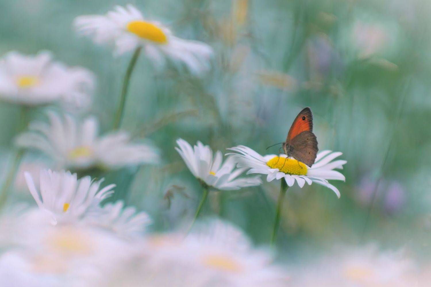 , Алёна Сурнина