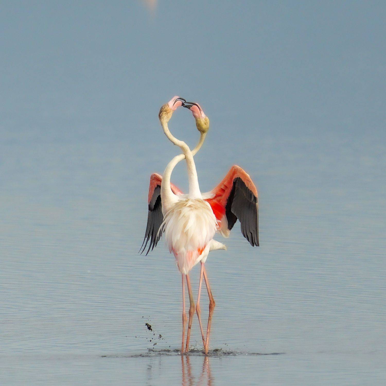 flamingo, Jian Ma