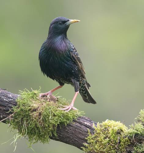 European Starling - Обыкновенный скворец