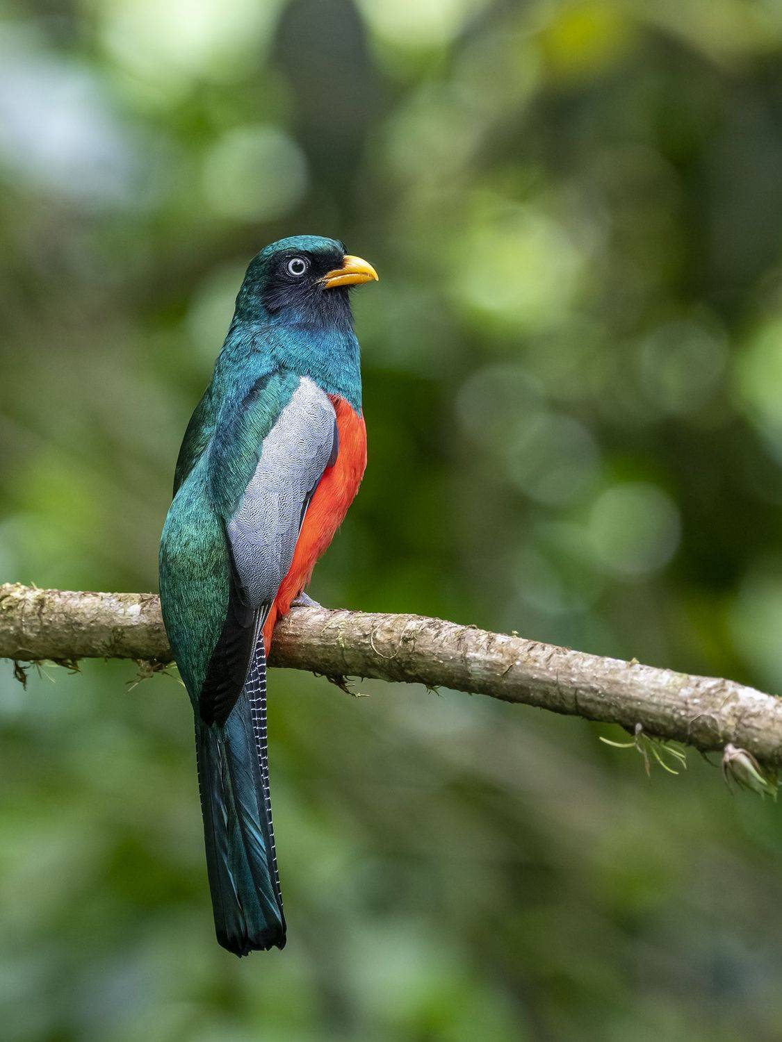 , Burgalin Sequeira Fernando