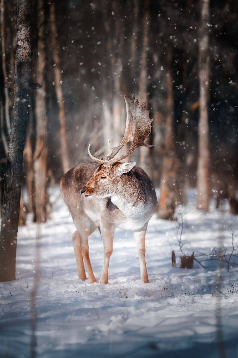 олень, лань, зима, дикая природа, Anna Yarkova