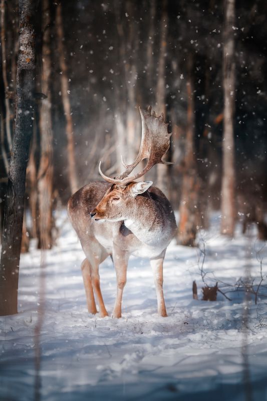 олень, лань, зима, дикая природа Европейская лань фото превью