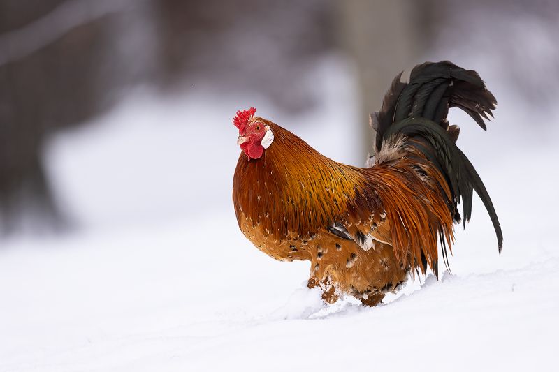 Cock фото превью