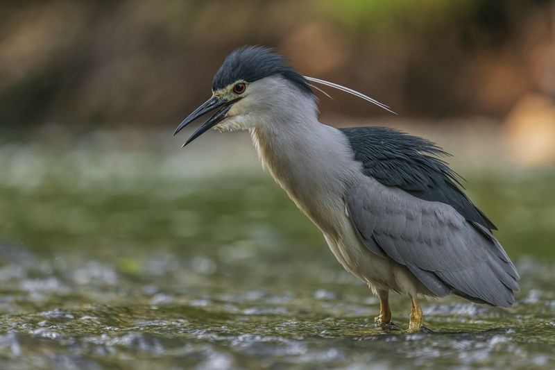 Ślepowron (Nycticorax nycticorax) фото превью